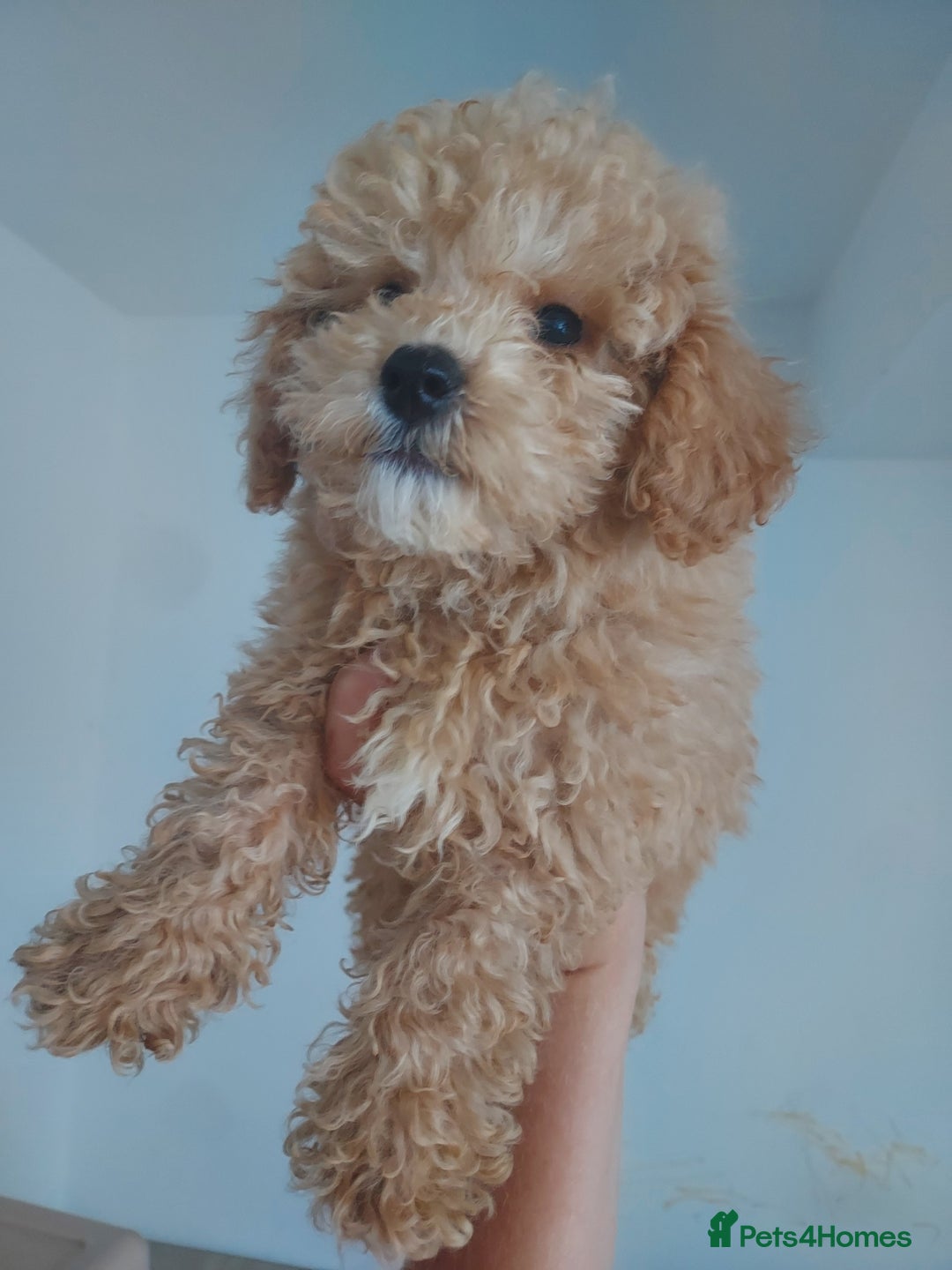 Maltipoo dogs for sale: Beautiful maltipoo puppys - Image 3