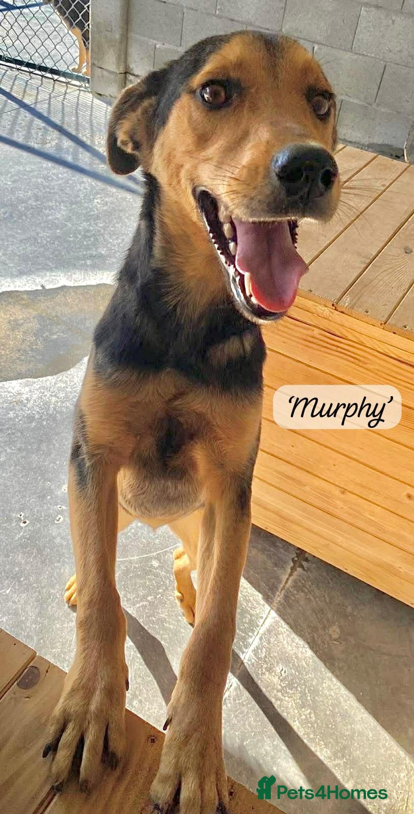 Mixed Breed dogs Murphy, 1-2 yrs old. Available for adoption. - Advert 2