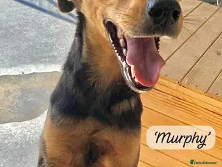 Mixed Breed dogs Murphy, 1-2 yrs old. Available for adoption. - Advert 2