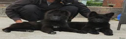 German Shepherd dogs for sale: KC Registered LONG HAIR GERMAN SHEPHERD PUPPIES - Advert 19