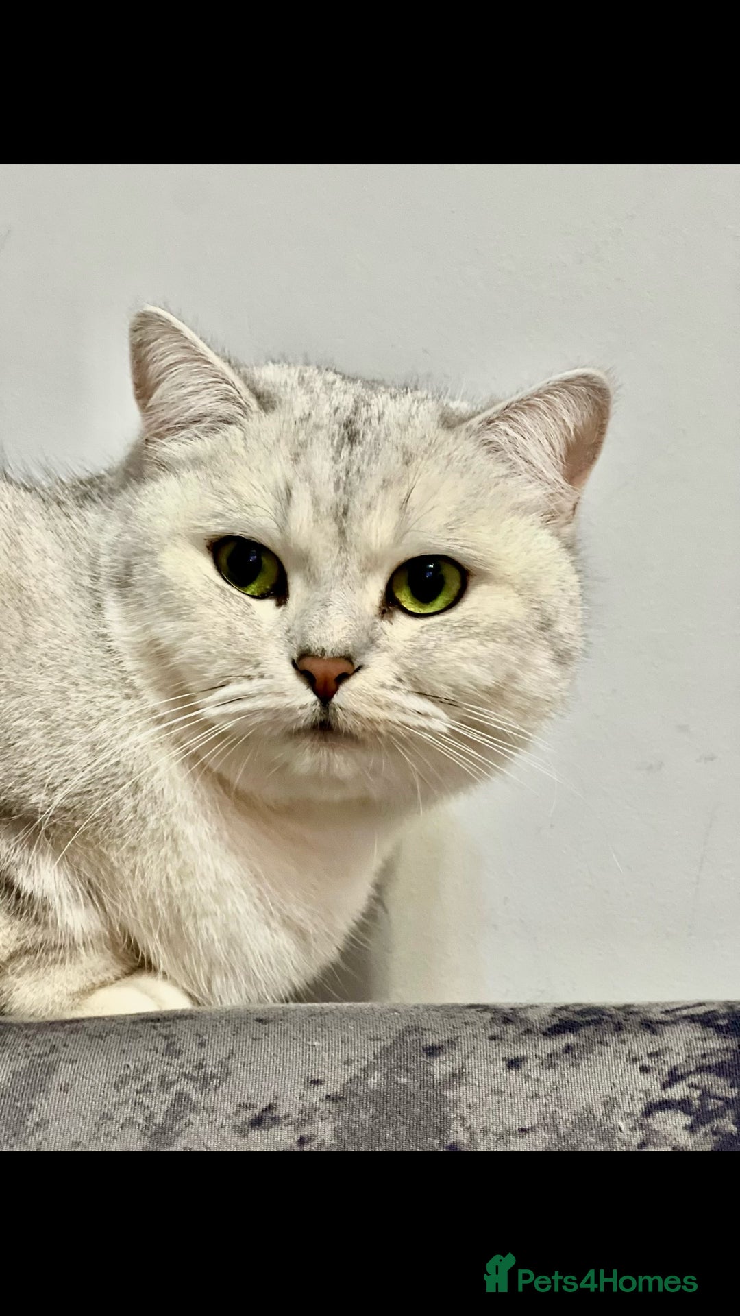 British Shorthair cats for sale: READY NOW ‼️🏆CHAMPIONS Bloodline BSH GCCF. - Image 19