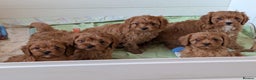 Cavapoo dogs for sale: Stunning fox red Cavapoo puppies - Advert 4