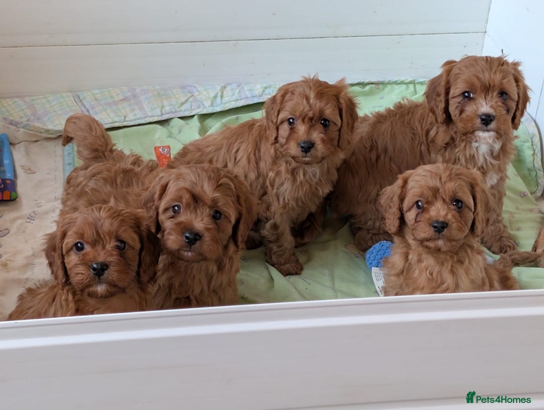 Cavapoo dogs for sale: Stunning fox red Cavapoo puppies - Advert 4