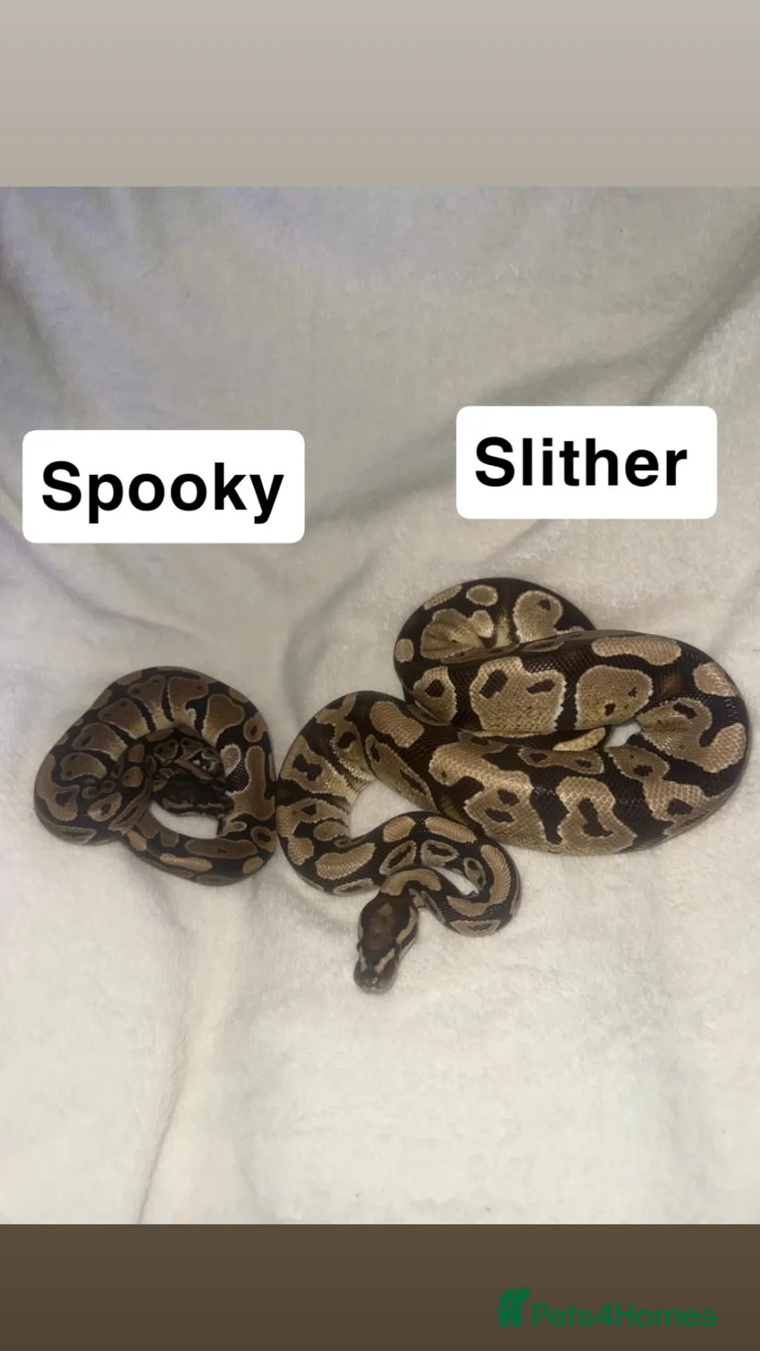 Python Snake reptiles for sale: Ball pythons & Sunglow Boa🖤  - Advert 4