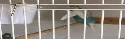 Budgerigars birds for sale: Baby budgies  - Advert 2