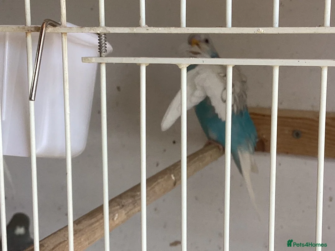 Budgerigars birds for sale: Baby budgies  - Advert 2