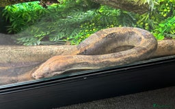 Boa Snake reptiles for sale: Redtail Boa Constrictor  - Image 3
