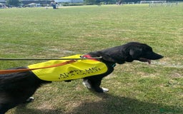 Mixed Breed dogs for adoption: Meet Buffy, currently residing in Cheshire  - Image 5