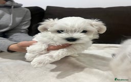 Maltese dogs for sale: Tiny Treasures: Purebred Maltese Puppies in Enniskillen - Image 6