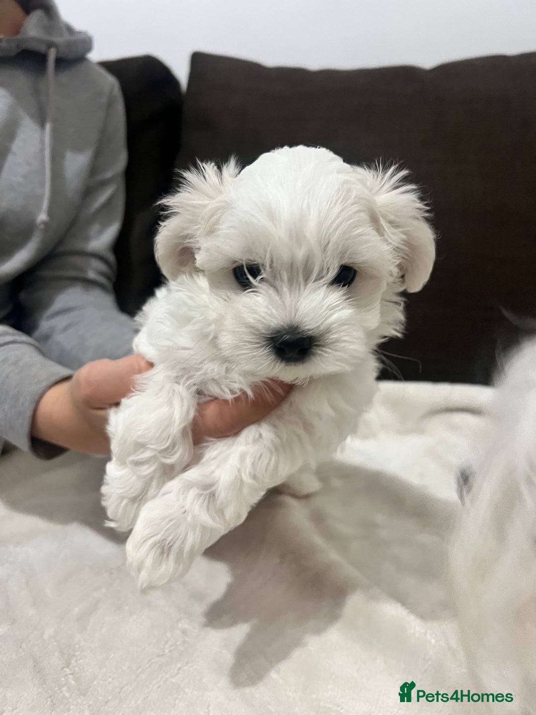 Maltese dogs for sale: Tiny Treasures: Purebred Maltese Puppies in Enniskillen - Image 6