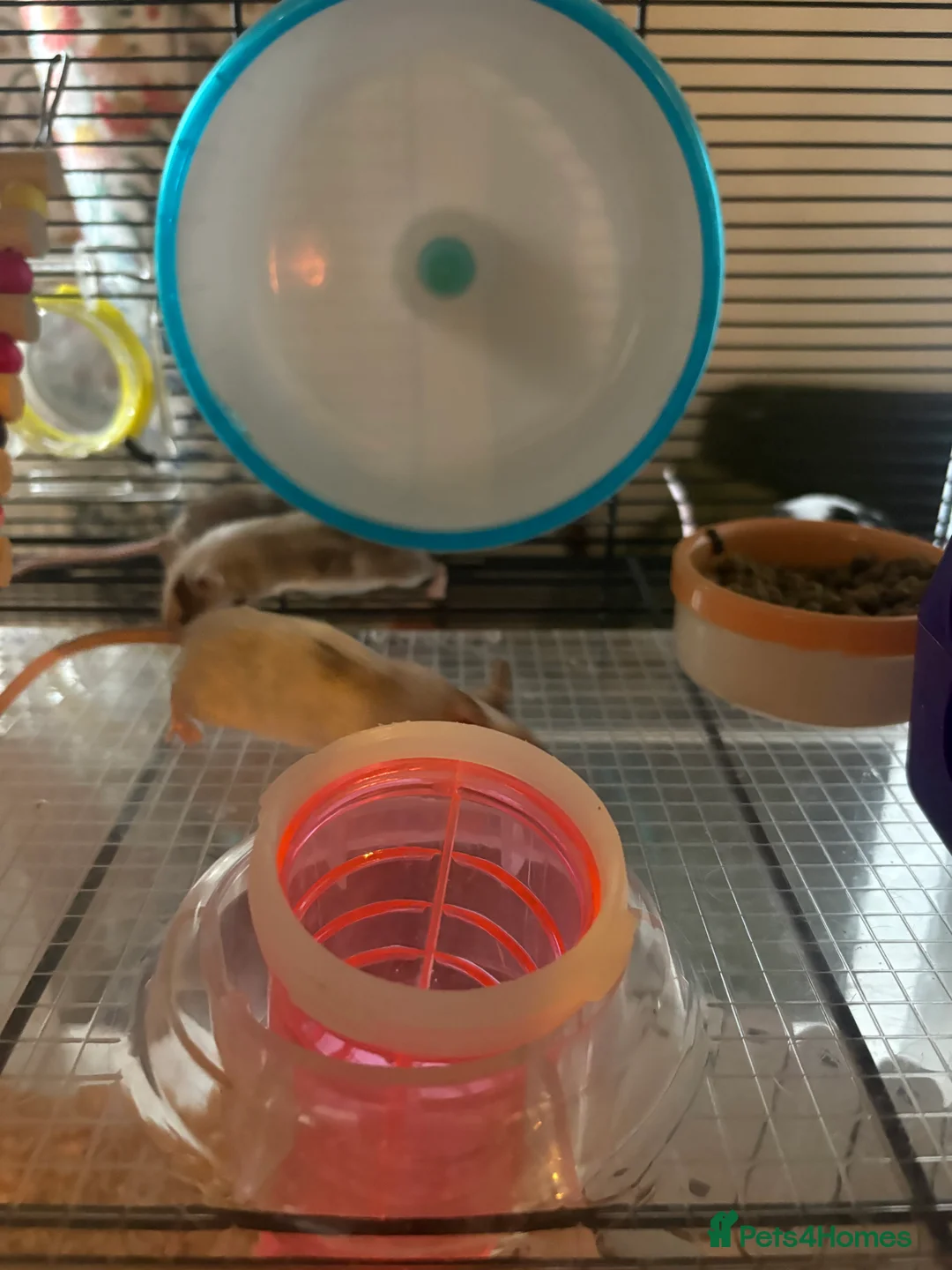 Mouse rodents for sale: 4 x Female Mice with Omlet cage and full set up  - Advert 7