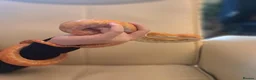 Corn Snake reptiles for sale: Corn snake with vivvarium in Ivybridge - Advert 32
