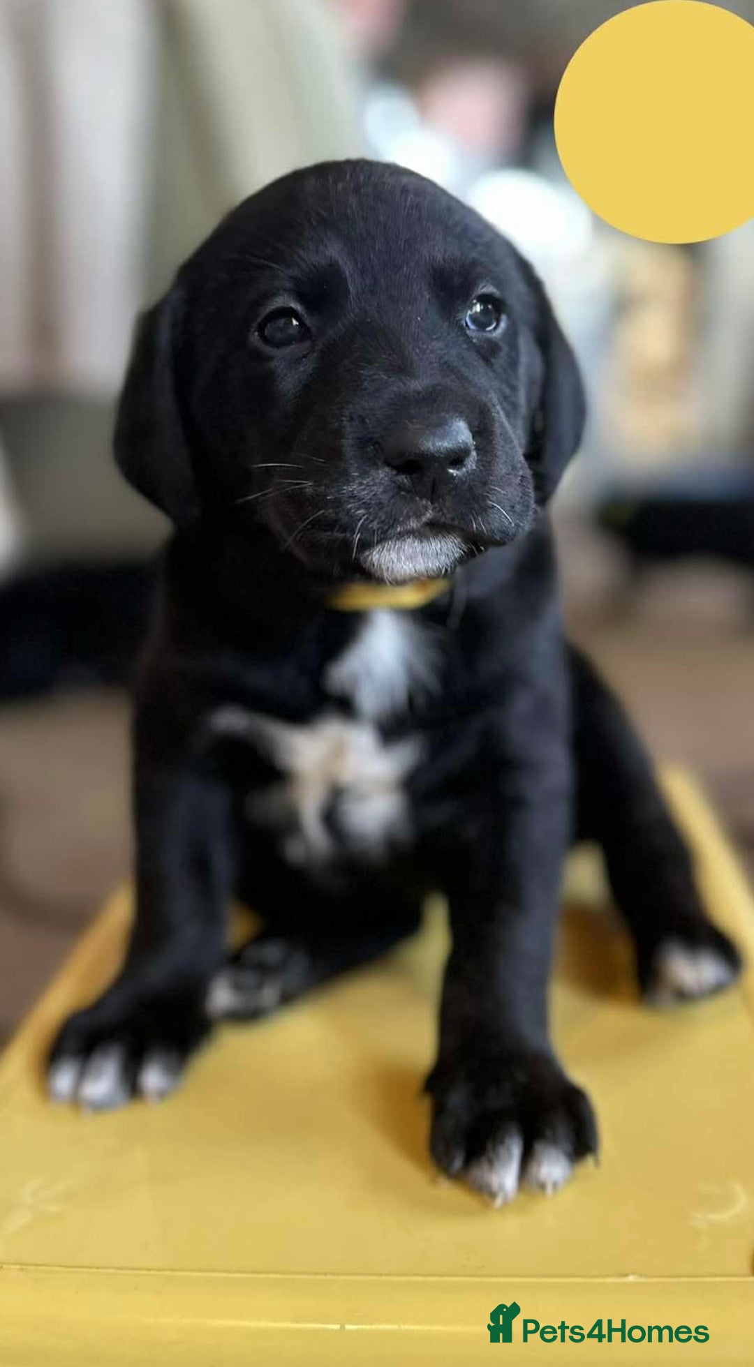 Borador dogs for sale: Pups - Labrador x Collie  - Advert 4