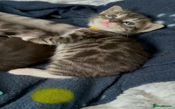 Bengal cats for sale: Queen boo 💕❤️ - Image 7