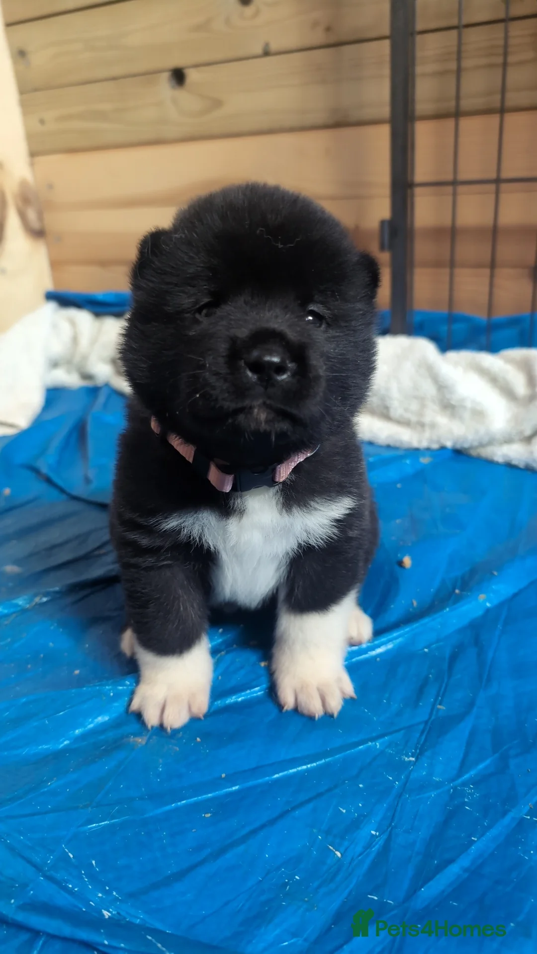 Akita dogs for sale: European Champions Bloodline American Akita's  - Advert 19