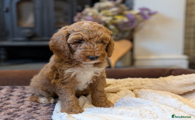 Australian Labradoodle dogs - Advert 1