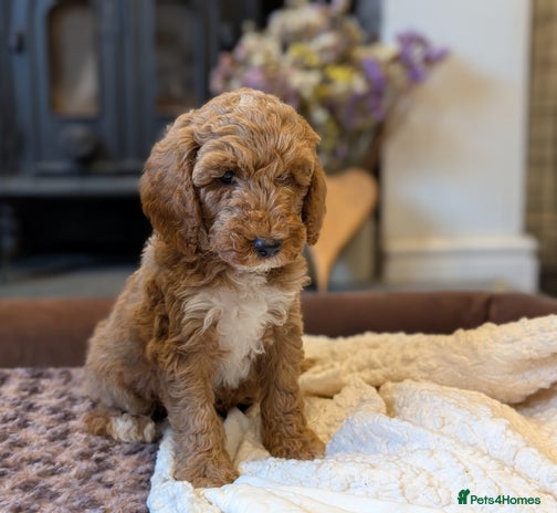 Australian Labradoodle dogs - Advert 1