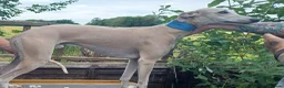 Whippet dogs for sale: KC Registered Whippet Puppies in Cambridge - Advert 7
