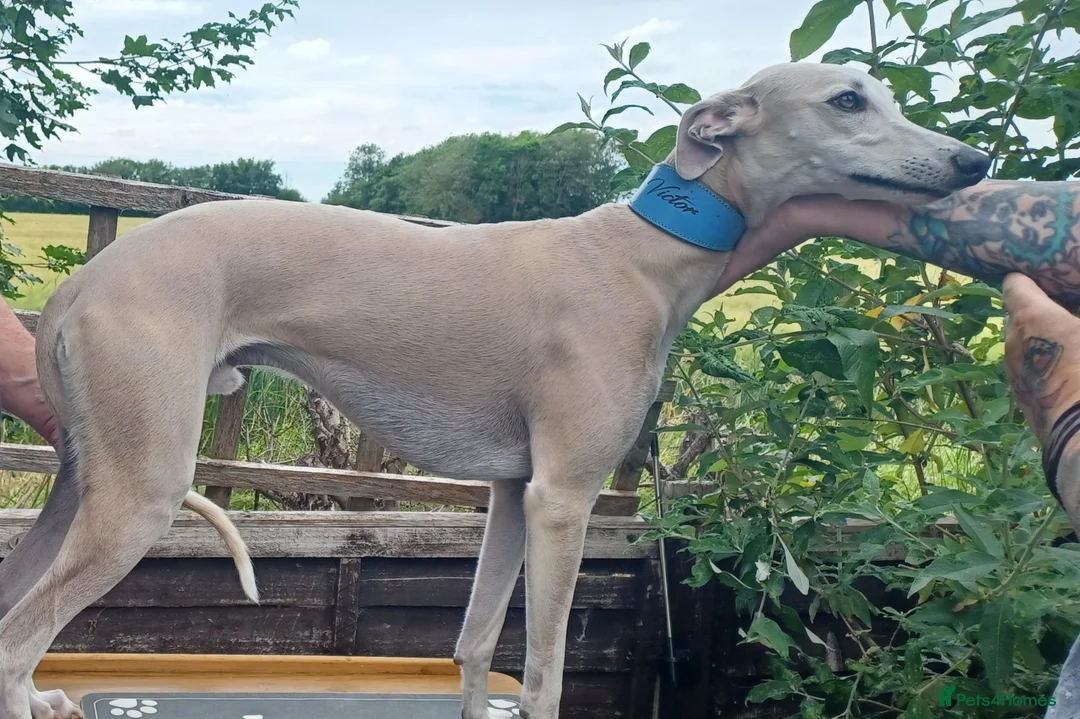 Whippet dogs for sale: KC Registered Whippet Puppies in Cambridge - Advert 7
