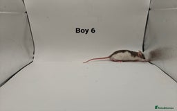 Rat rodents for sale: October Litters: 32 Rats For Sale - Image 22