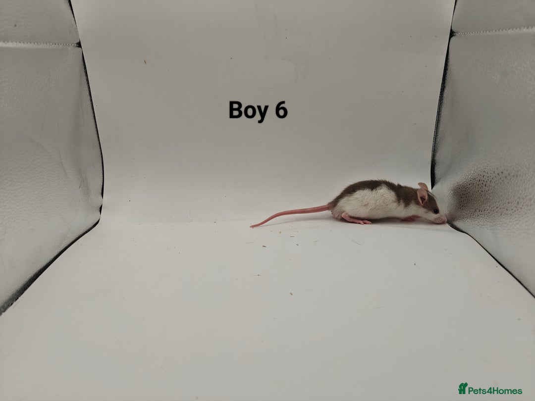 Rat rodents for sale: October Litters: 32 Rats For Sale - Image 22