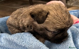 Cairn Terrier dogs for sale: CAIRN TERRIER PUPPIES - Advert 1