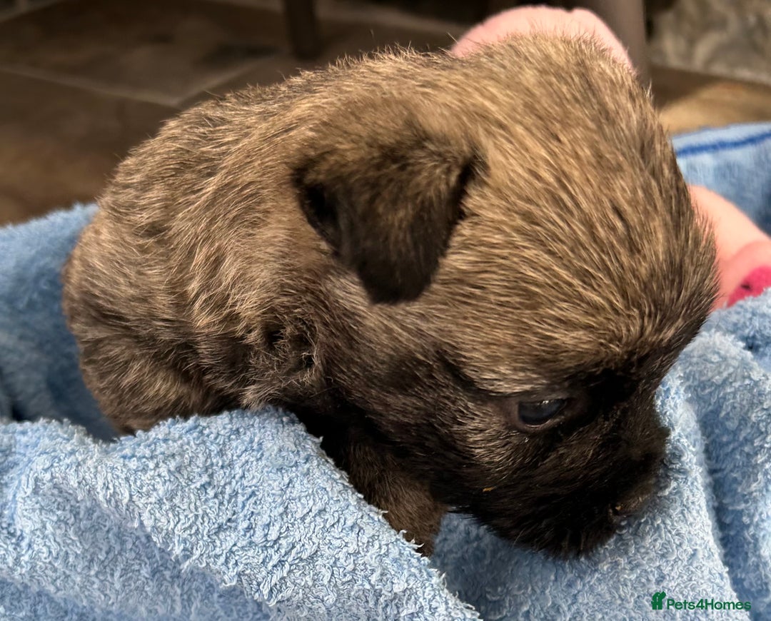Cairn Terrier dogs for sale: CAIRN TERRIER PUPPIES - Advert 1