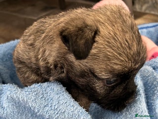 Cairn Terrier dogs - Advert 4