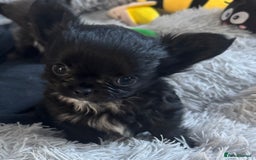 Chihuahua dogs for sale: Long coat Chihuahua puppies - Image 6