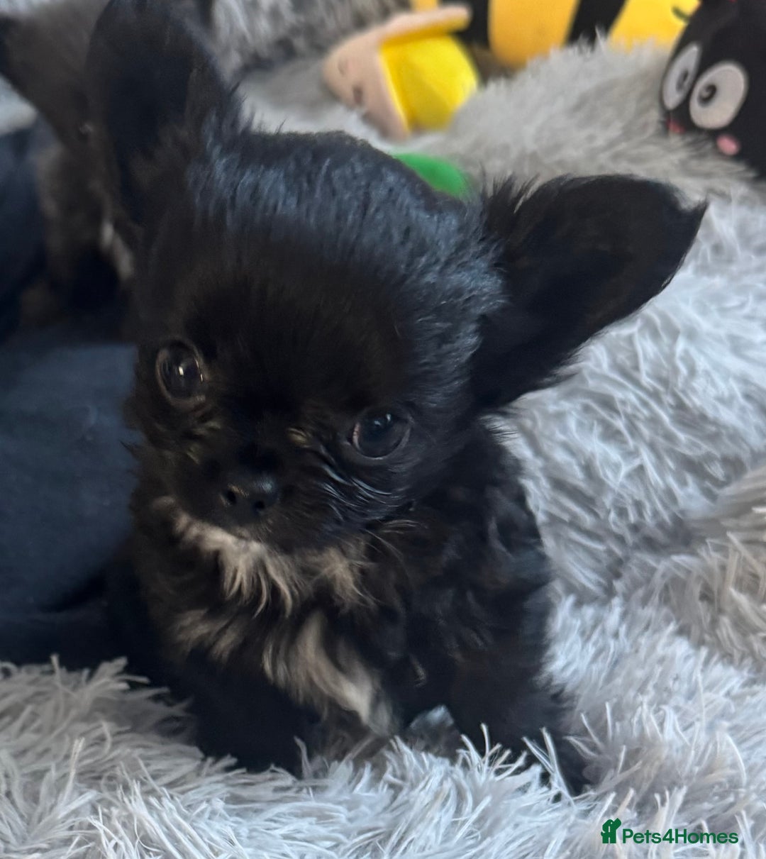 Chihuahua dogs for sale: Long coat Chihuahua puppies - Image 6