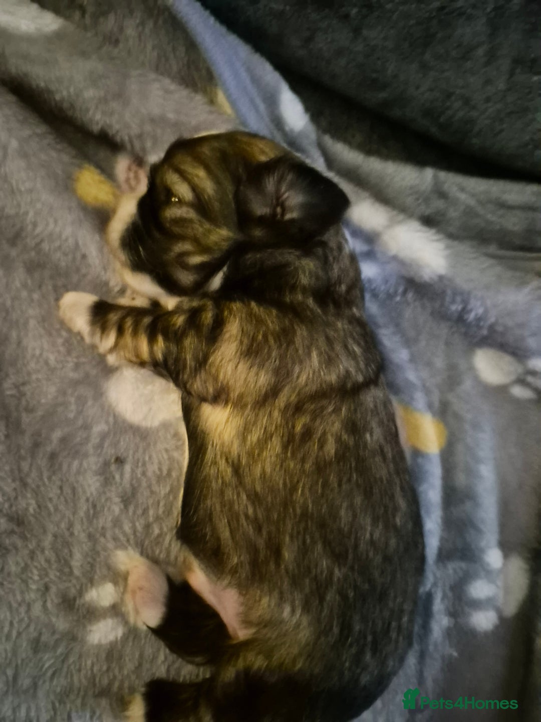 Malshi dogs for sale: 5 beautiful puppies  - Advert 16