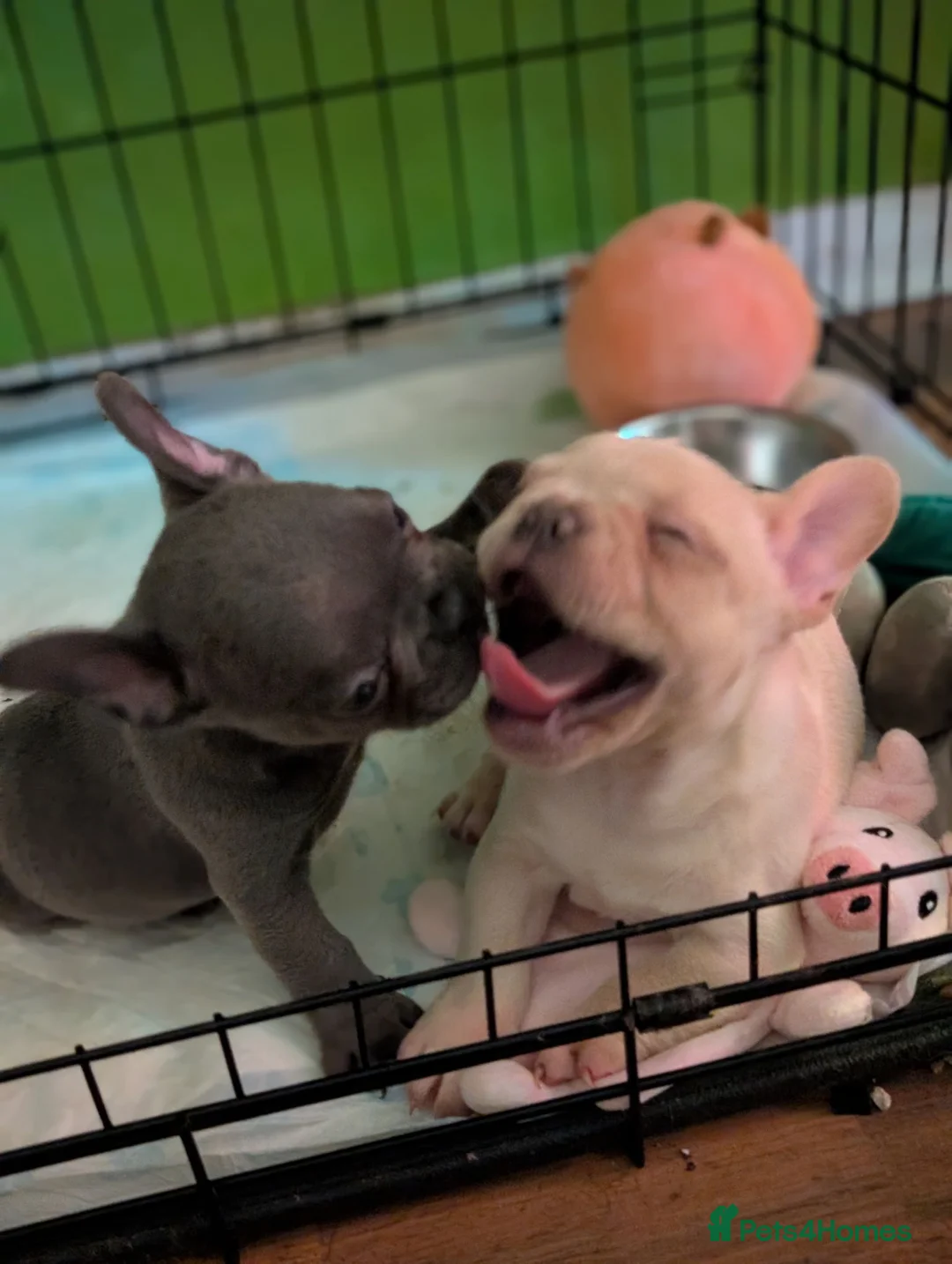 French Bulldog dogs for sale: French bulldog puppies in Peterlee - Advert 1