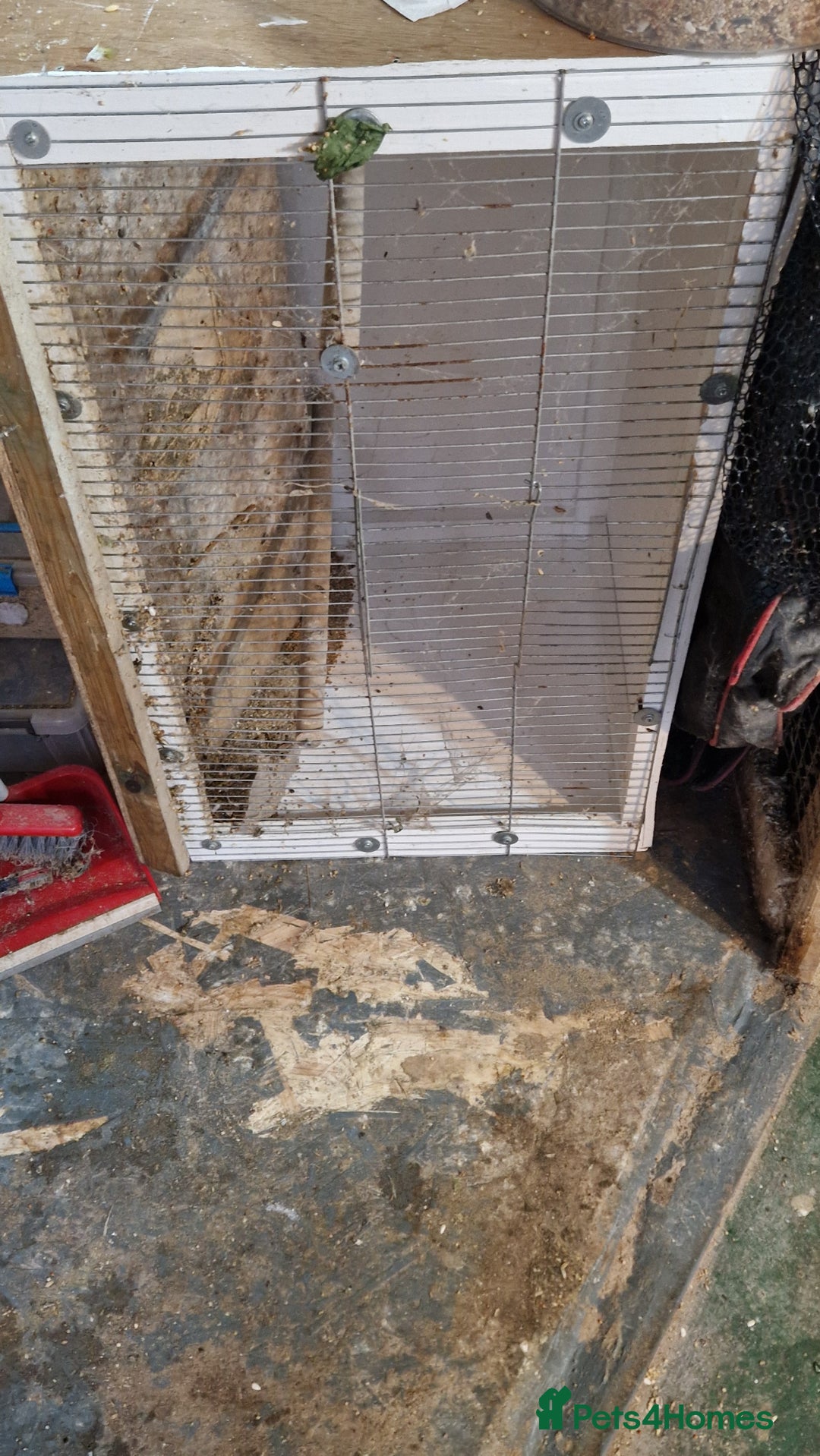 Lovebirds birds for sale: Masked lovebirds pair - Advert 2