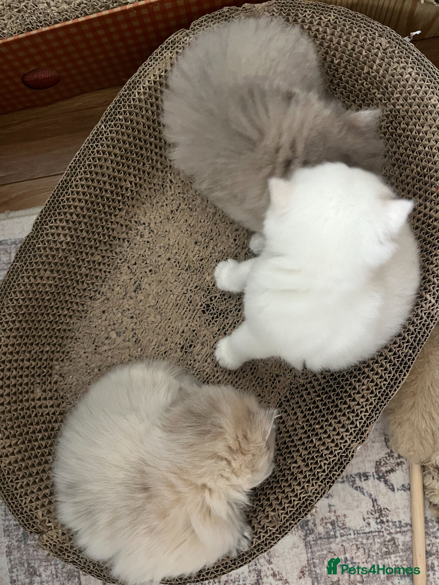 British Shorthair cats 4 Beautiful baby kitties - Advert 2