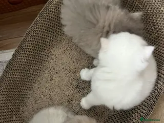 British Shorthair cats 4 Beautiful baby kitties - Advert 2