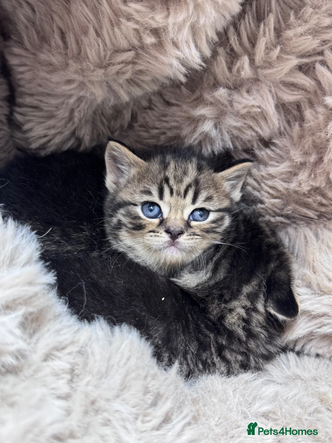 Scottish Fold cats for sale: Scottish striaght kittens registered  - Advert 19