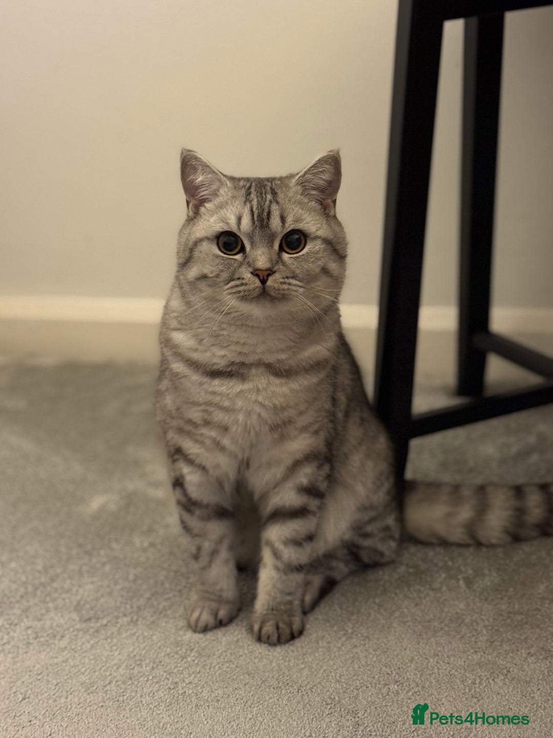 British Shorthair cats for sale: BSH Silver Tabby  - Advert 1