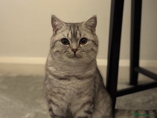 British Shorthair cats BSH Silver Tabby - Advert 1