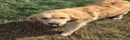Golden Retriever dogs for sale: Gorgeous loving golden retriever girl - Advert 4