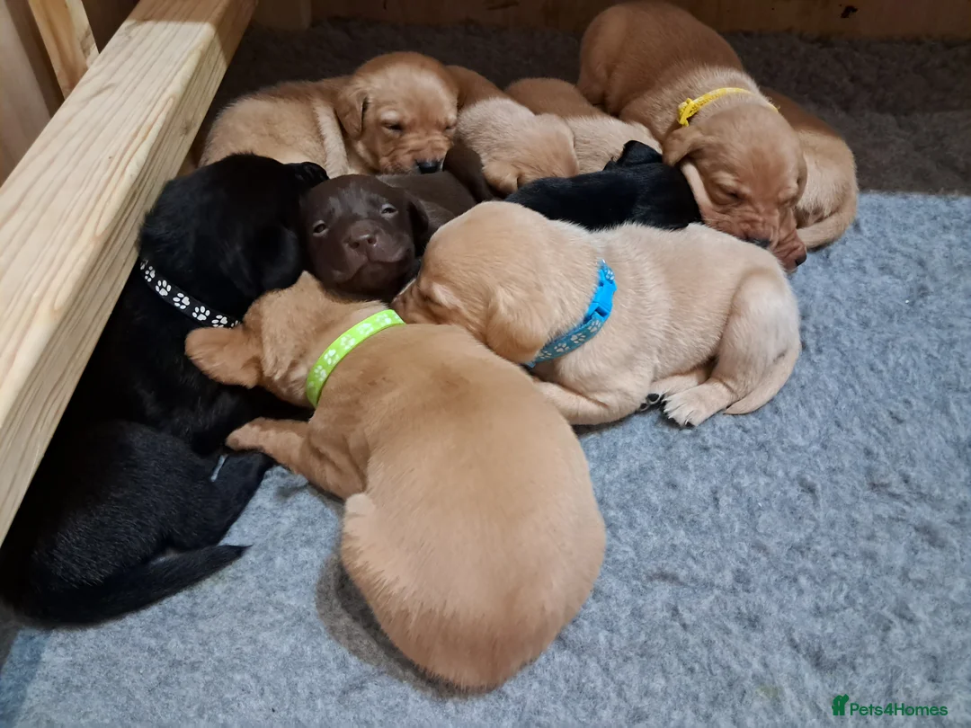 Labrador Retriever dogs for sale: Labrador Puppies - Advert 6