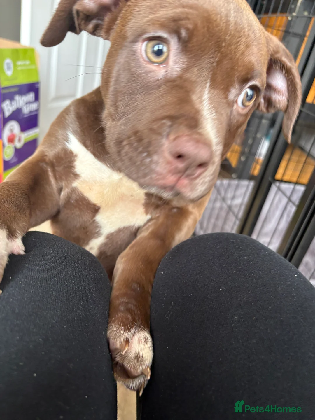 Mixed Breed dogs for sale: Coco the chocolate staffy  - Advert 6