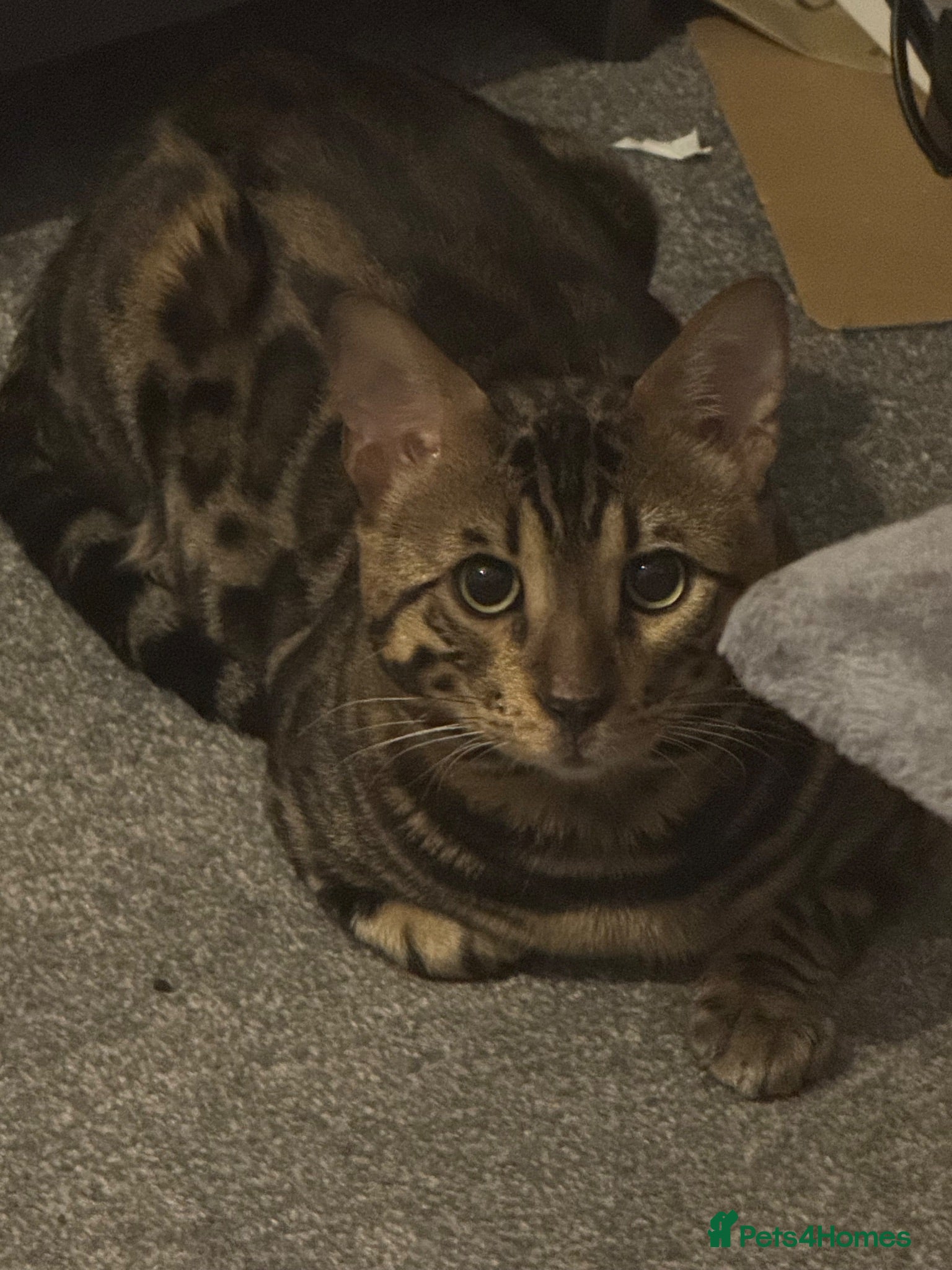 Bengal cats Male Benegal cat for sale  - Advert 1