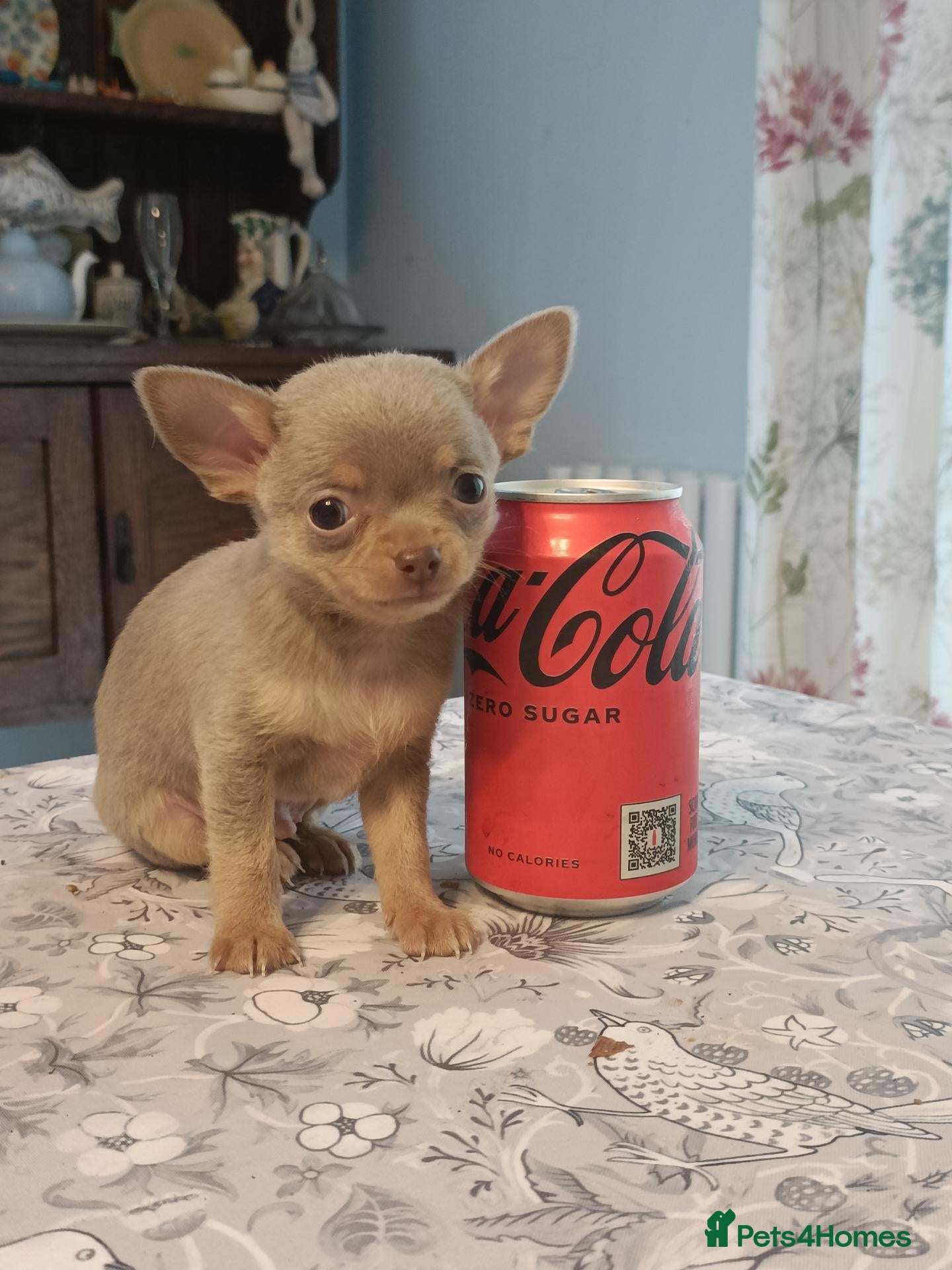 Chihuahua dogs for sale: Exquisite Tiny Chihuahua puppies.  - Advert 13