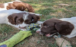 English Springer Spaniel dogs for sale: 2025 FTCH ROSEBAY BLUE,WELL MARKED LITTER ESS PUPS - Image 9