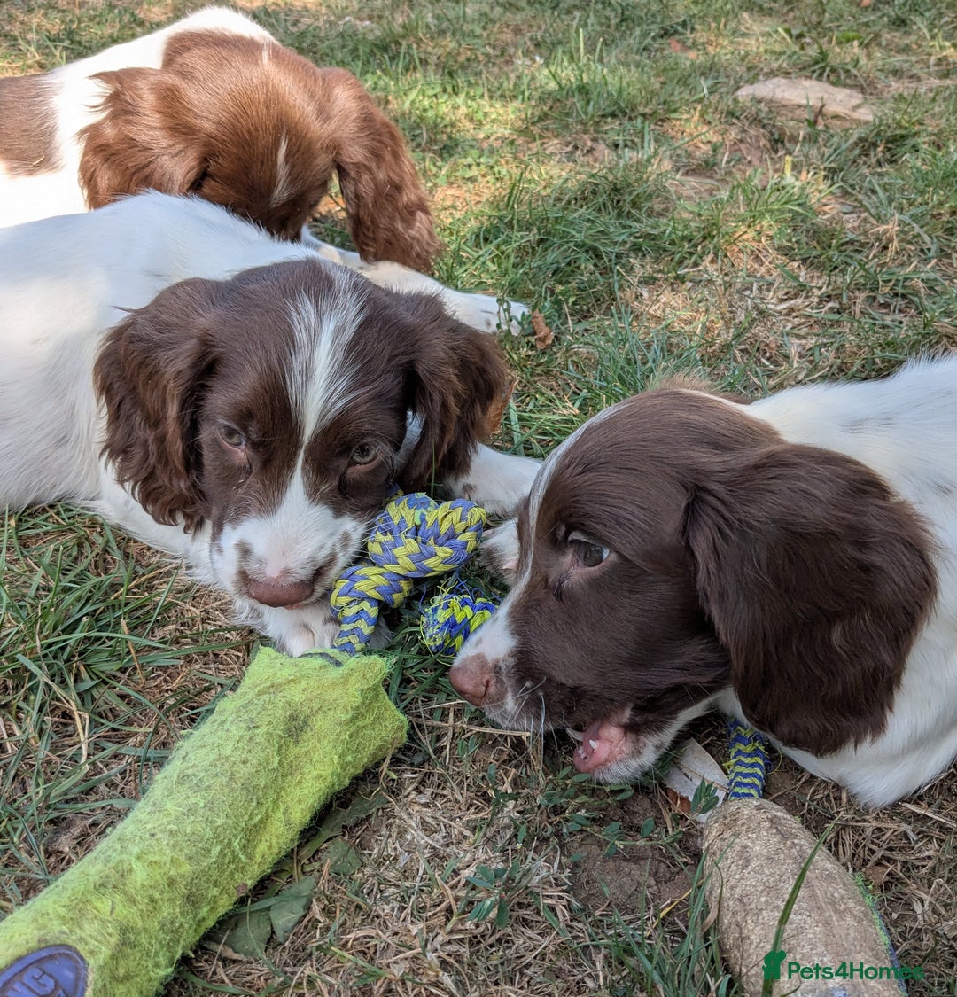 English Springer Spaniel dogs for sale: 2025 FTCH ROSEBAY BLUE,WELL MARKED LITTER ESS PUPS - Image 9