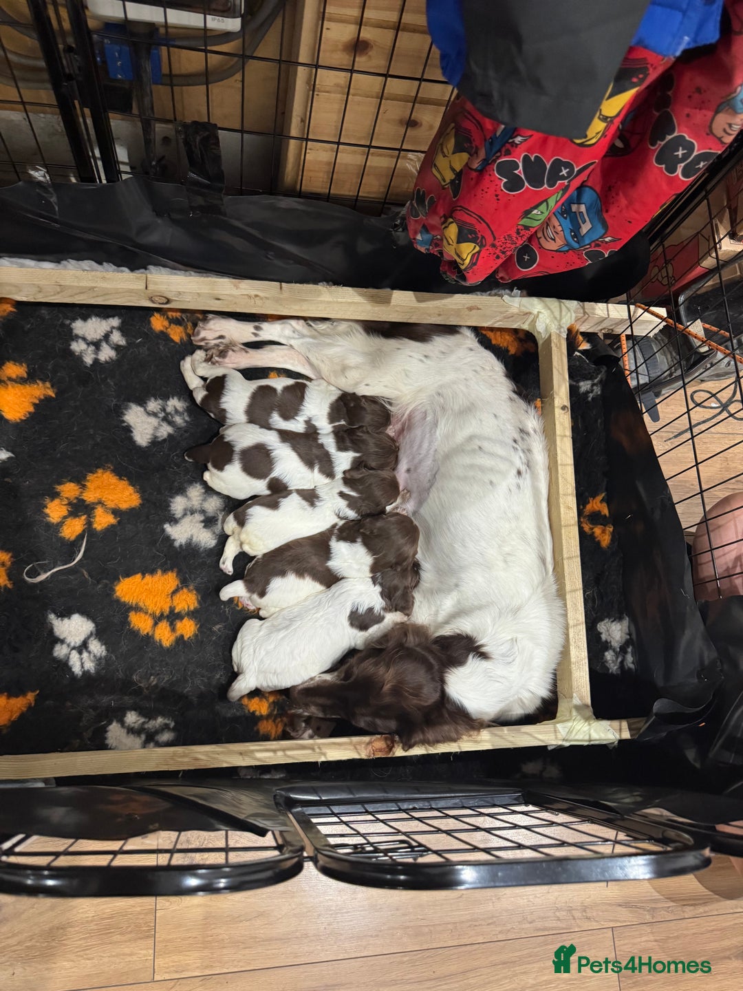 English Springer Spaniel dogs for sale: English springer spaniel puppies  - Image 11