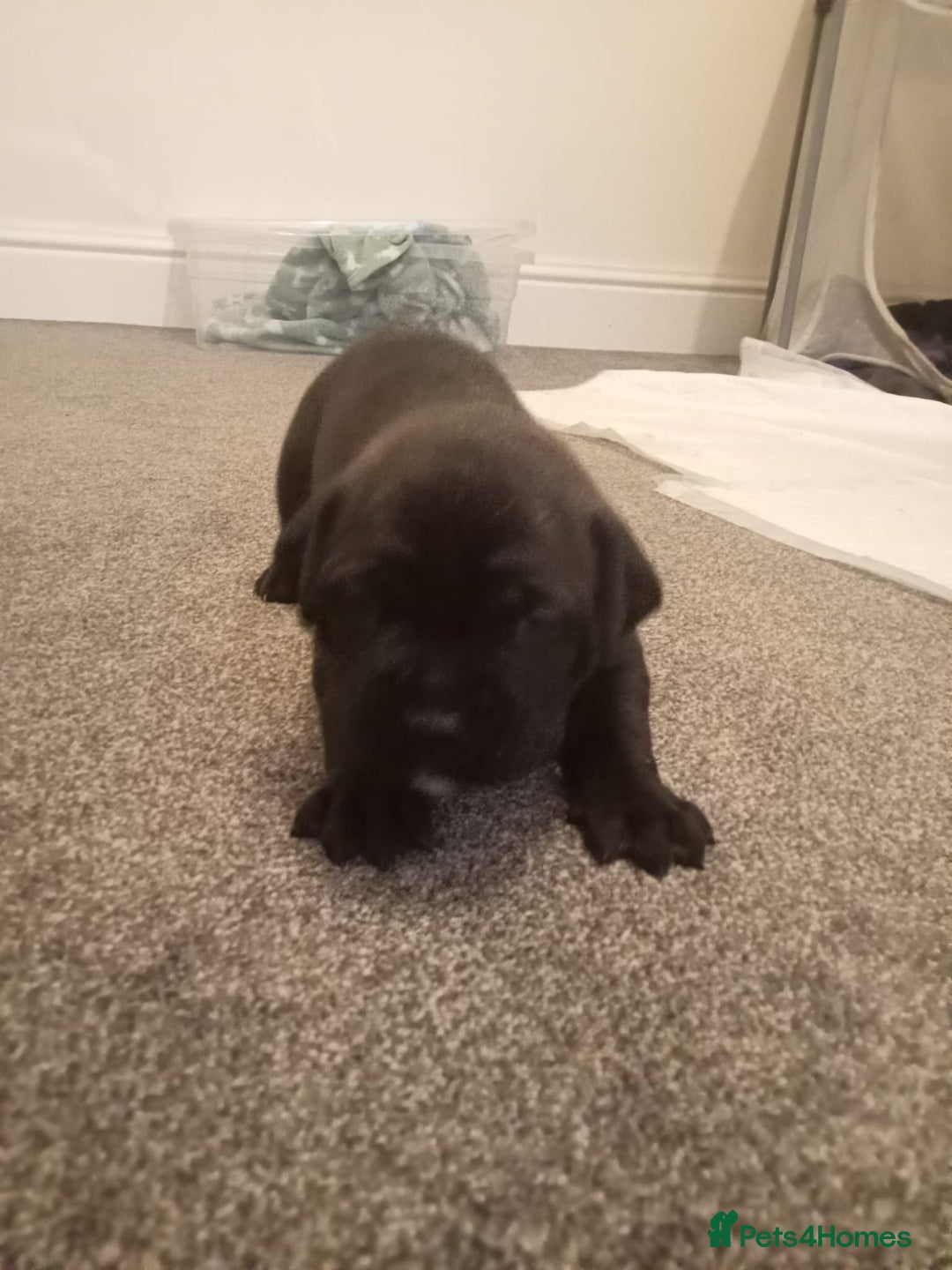 Mixed Breed dogs for sale: American pocket Corso - Image 29