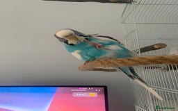Budgerigars birds for sale: Budgie for rehoming with cage - Image 2