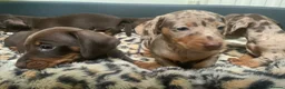 Miniature Dachshund dogs for sale: Funny happy miniature dachshund puppies - Advert 11