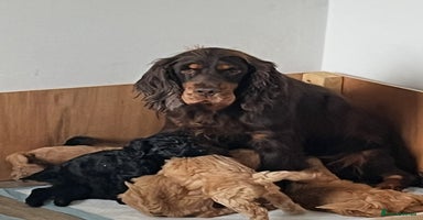 Cockapoo dogs - Advert 13